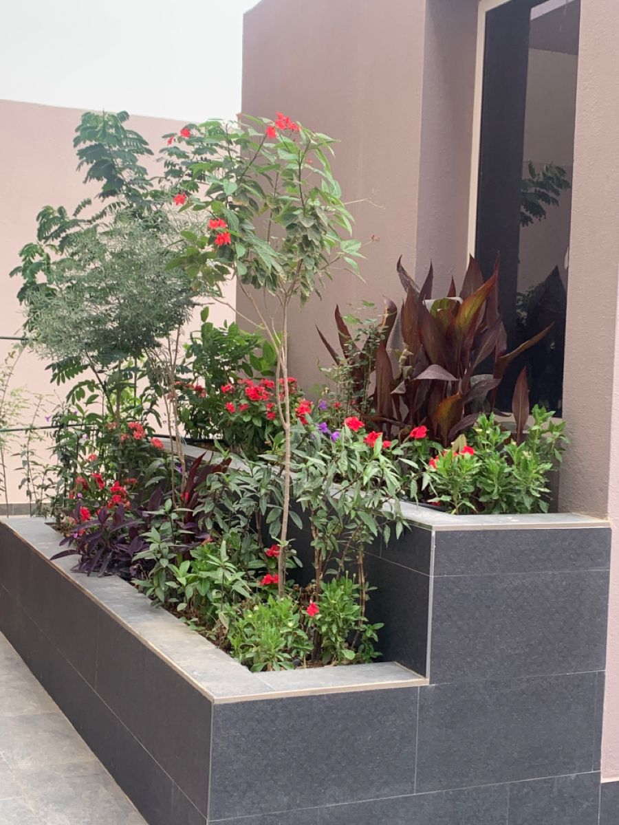 نباتات
